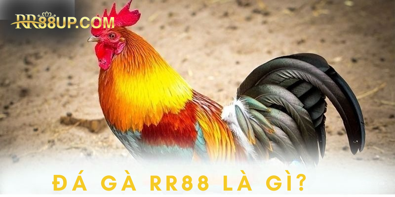 Thông tin chung về loại hình giải trí đá gà RR88 đặc sắc